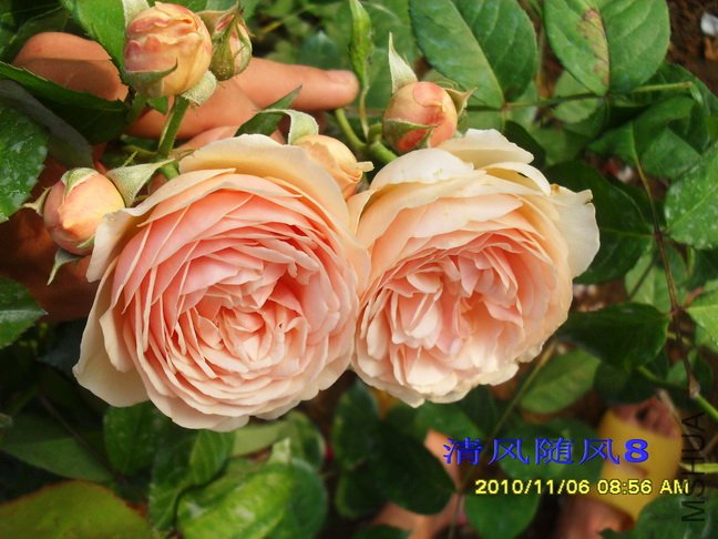 ��������Ҷ2 (16).jpg