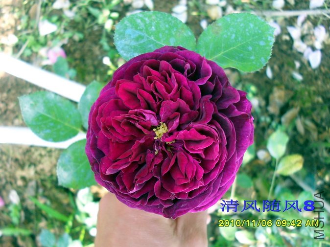 ���� (1).jpg