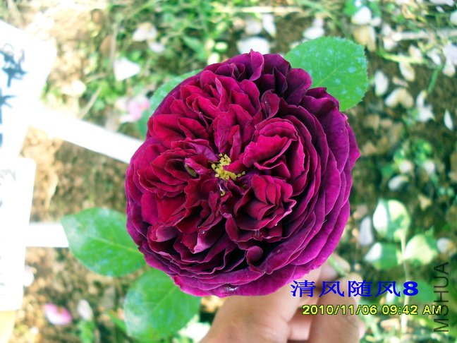 ���� (4).jpg