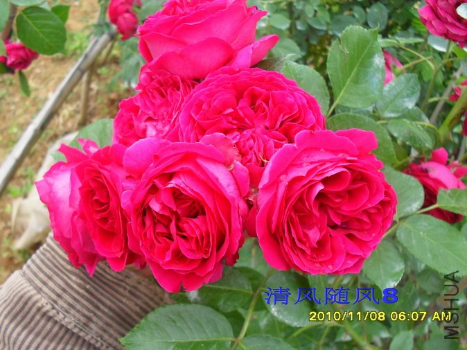 ��ɫ����԰2 (12).jpg