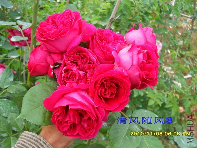 ��ɫ����԰2 (14).jpg