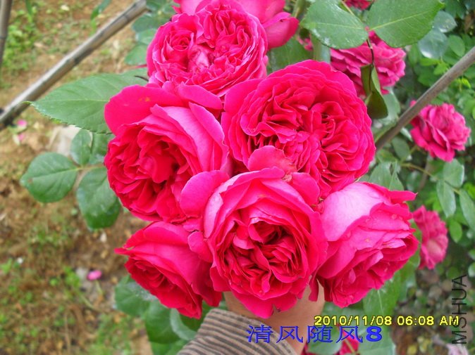 ��ɫ����԰2 (15).jpg