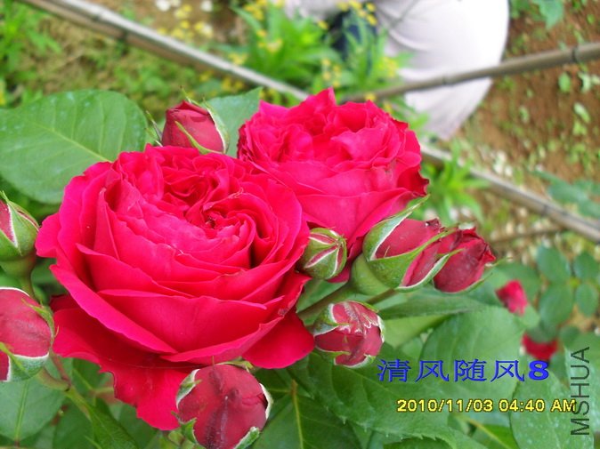 ��ɫ����԰2 (10).jpg