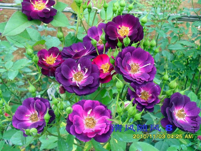 ����֮ҹ1 (16).jpg