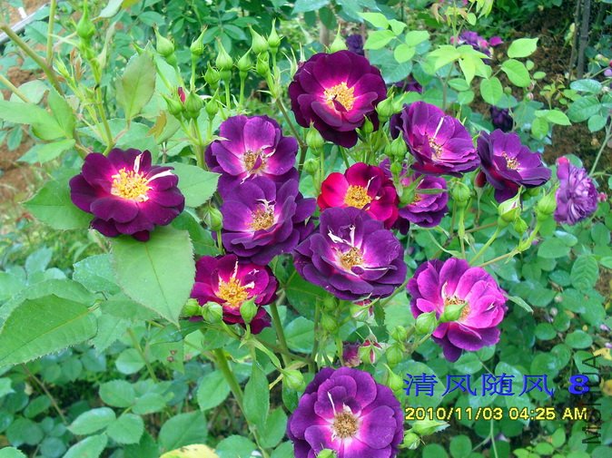 ����֮ҹ1 (15).jpg