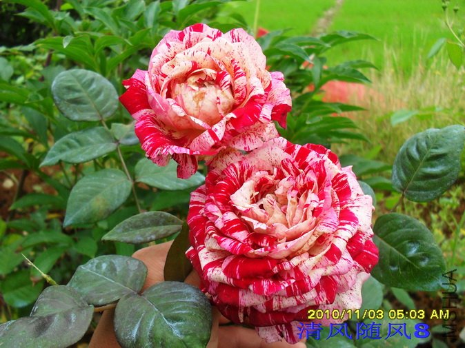 ���������������˹1 (13).jpg