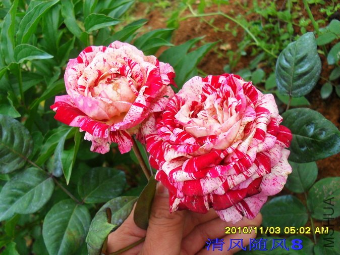 ���������������˹1 (16).jpg