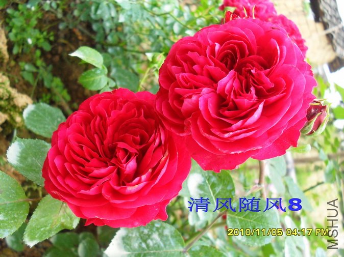 ��ɫ�����2 (8).jpg