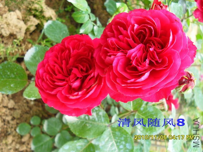 ��ɫ�����2 (9).jpg