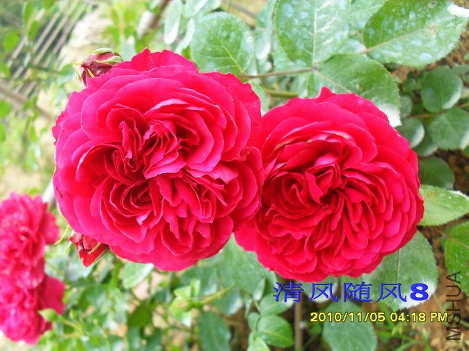 ��ɫ�����2 (15).jpg