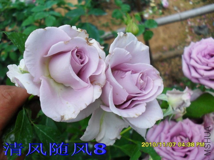 ������ (1).jpg