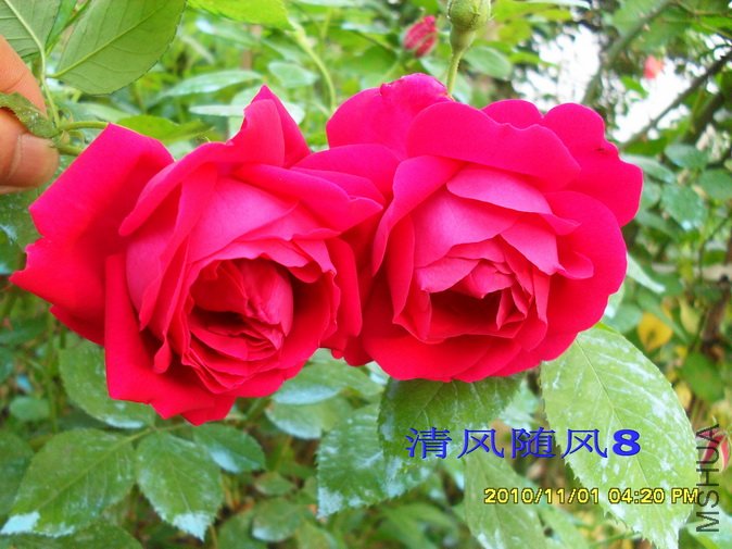 �˽�ʳ��õ��2 (6).jpg