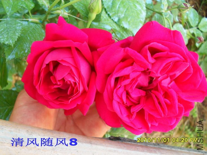 �˽�ʳ��õ��2 (9).jpg