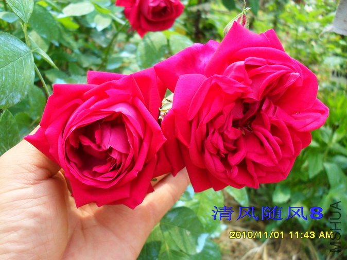 �˽�ʳ��õ��2 (12).jpg