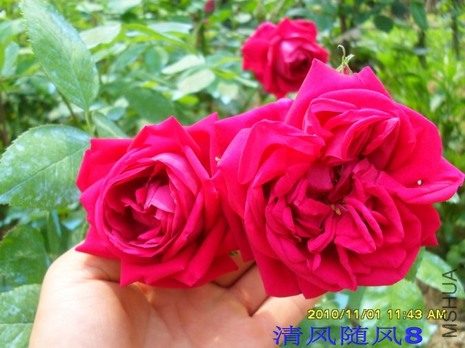 �˽�ʳ��õ��2 (16).jpg