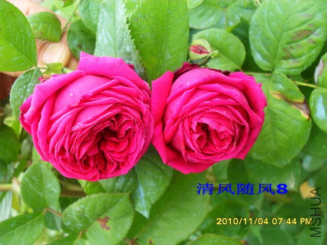 ����2 (6).jpg