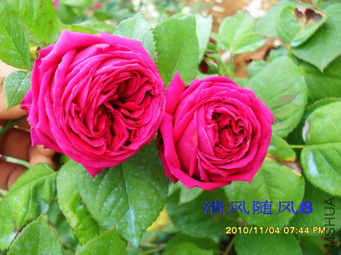 ����2 (5).jpg