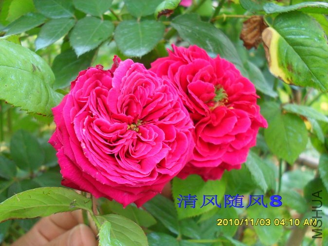 ����2 (8).jpg