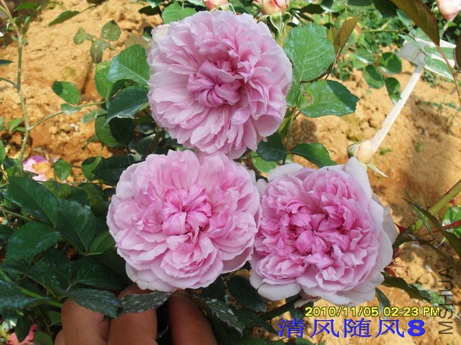 ����ɯ����Ů2 (2).jpg