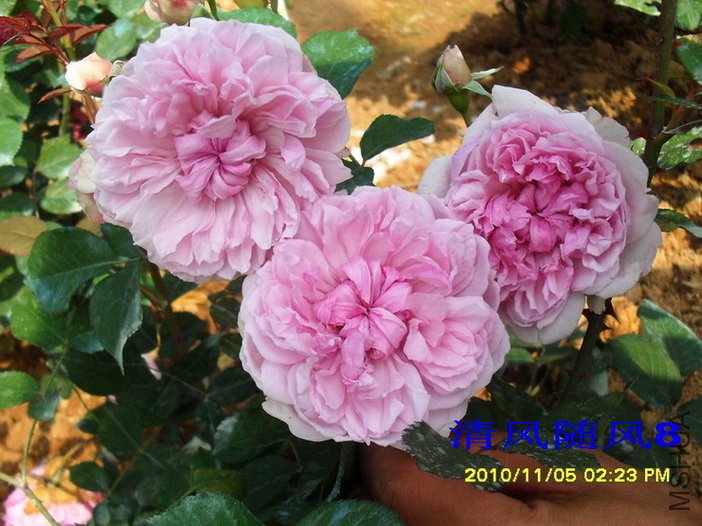 ����ɯ����Ů2 (4).jpg