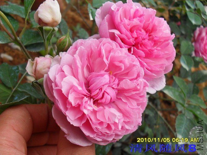 ����ɯ����Ů1 (8).jpg