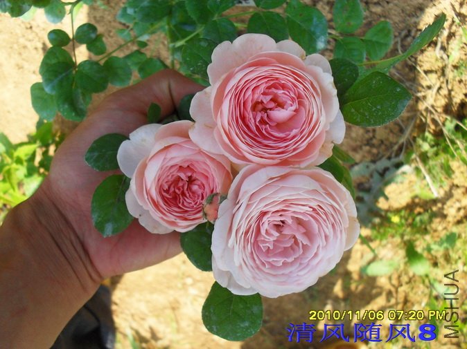 ����Ů��1 (10).jpg