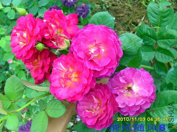 ��ɫ���� (1).jpg