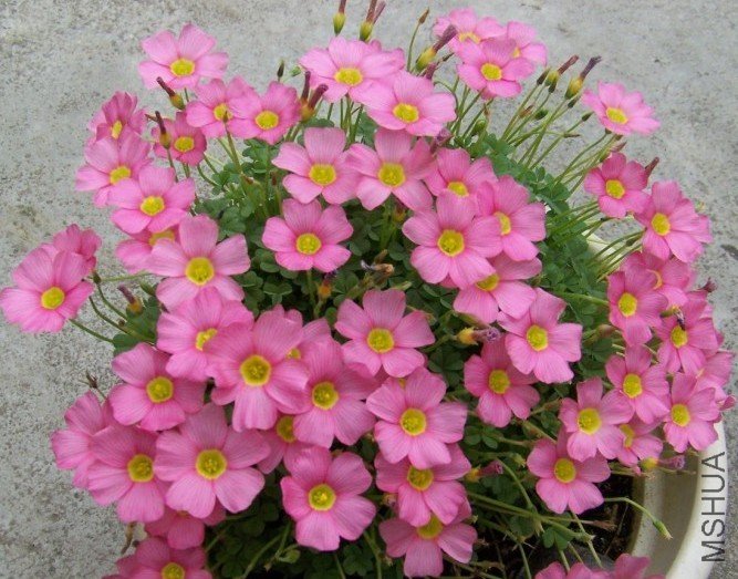 obtusa high pink.jpg