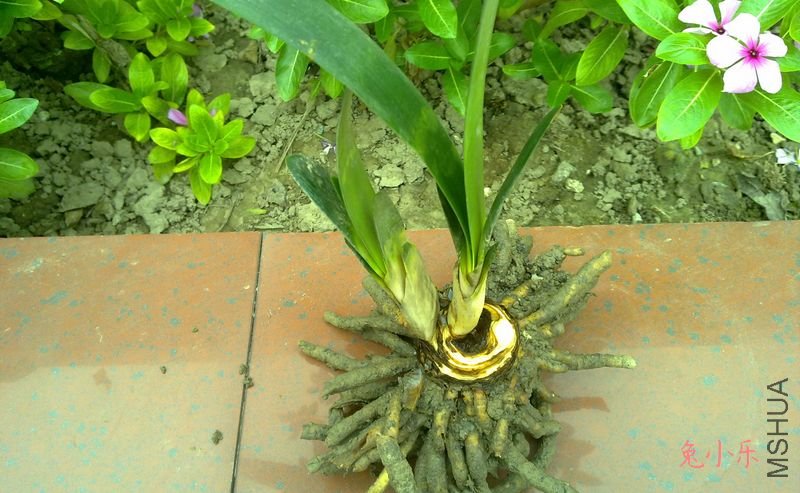 20110912461.jpg
