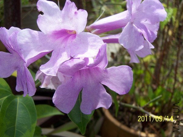 20110914 016.jpg