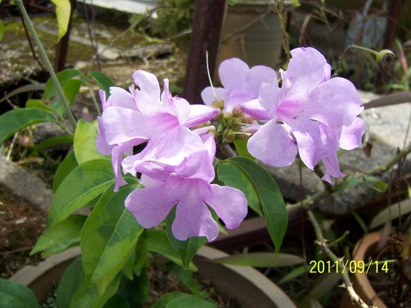 20110914 014.jpg