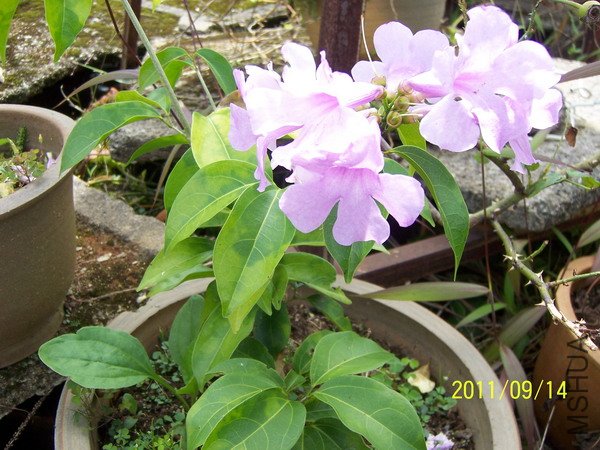 20110914 015.jpg