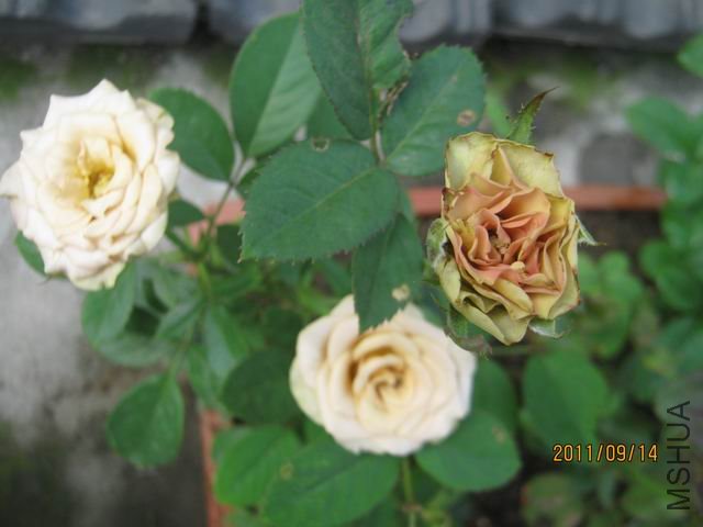 ������С IMG_6239.JPG