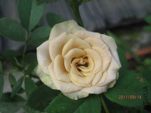 ������С IMG_6240.JPG