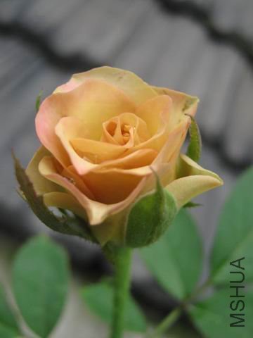 ������С ��ת IMG_6216.JPG