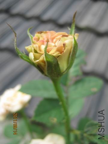 ������С ��ת IMG_6243.JPG