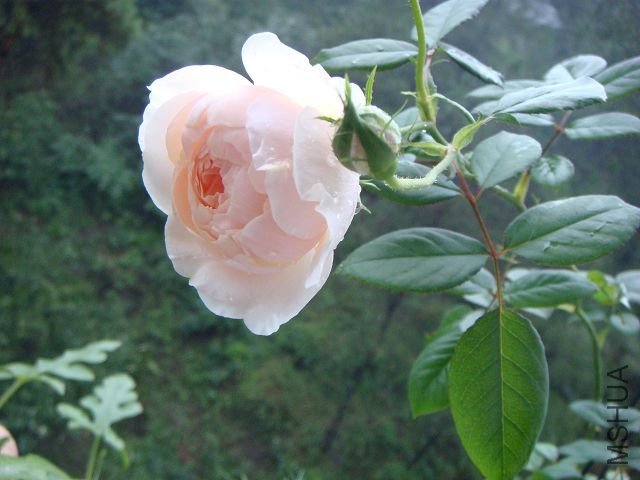 DSC01425.jpg