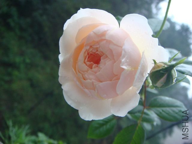 DSC01426.jpg