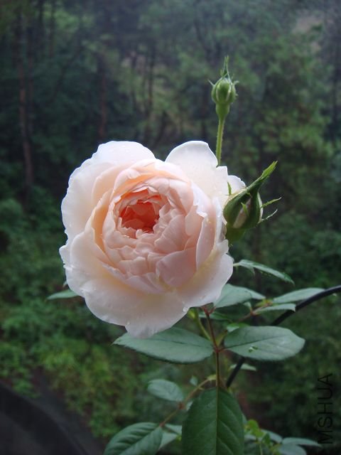 DSC01427.jpg