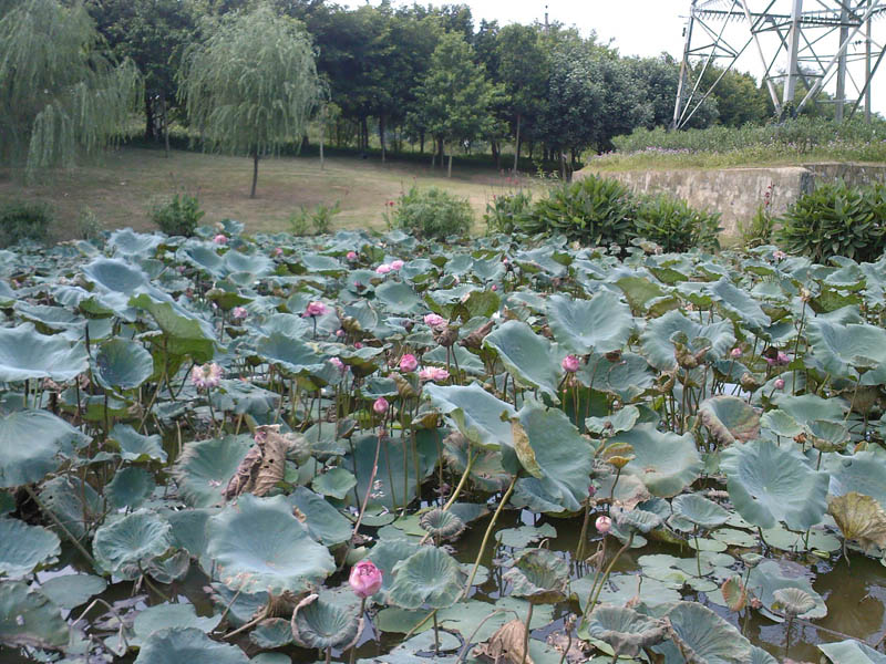 SP_A0017_1.jpg