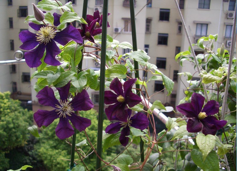 ��ɳŮ��  (2).jpg