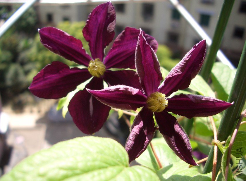 ��ɳŮ�� (2).jpg