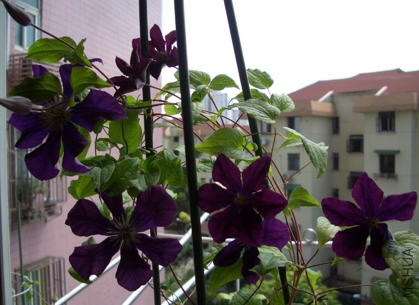 ��ɳŮ�� (3).jpg