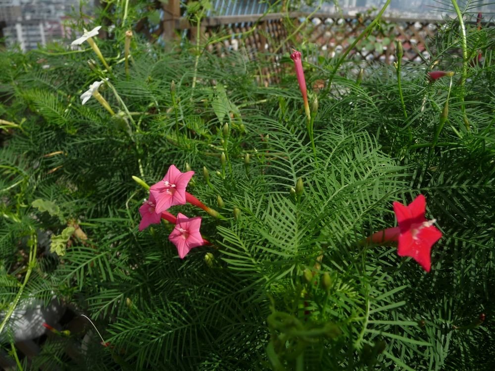 P1200655.JPG