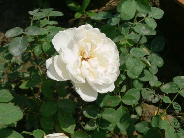 P028.jpg