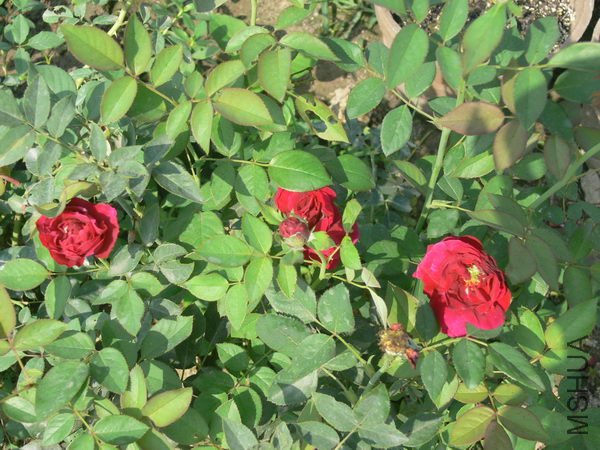 P003.jpg