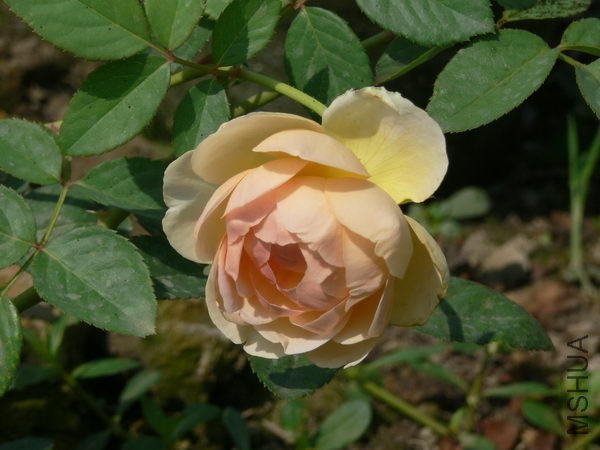 P008.jpg