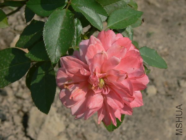 P002.jpg