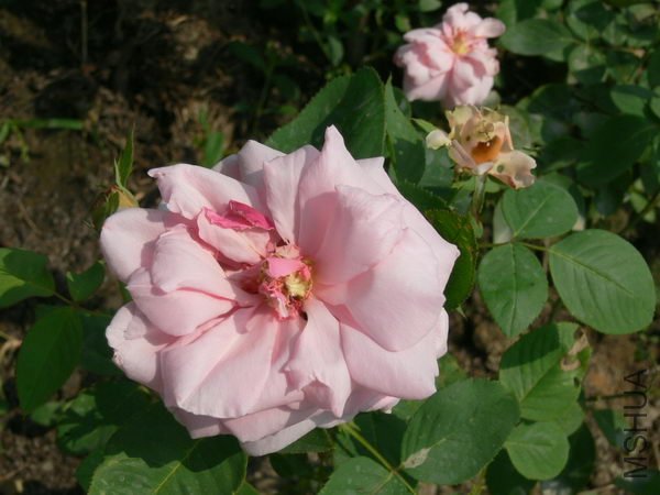 P016.jpg