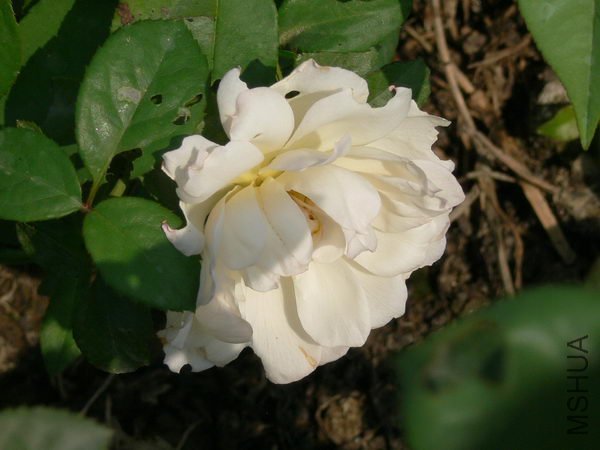 P018.jpg